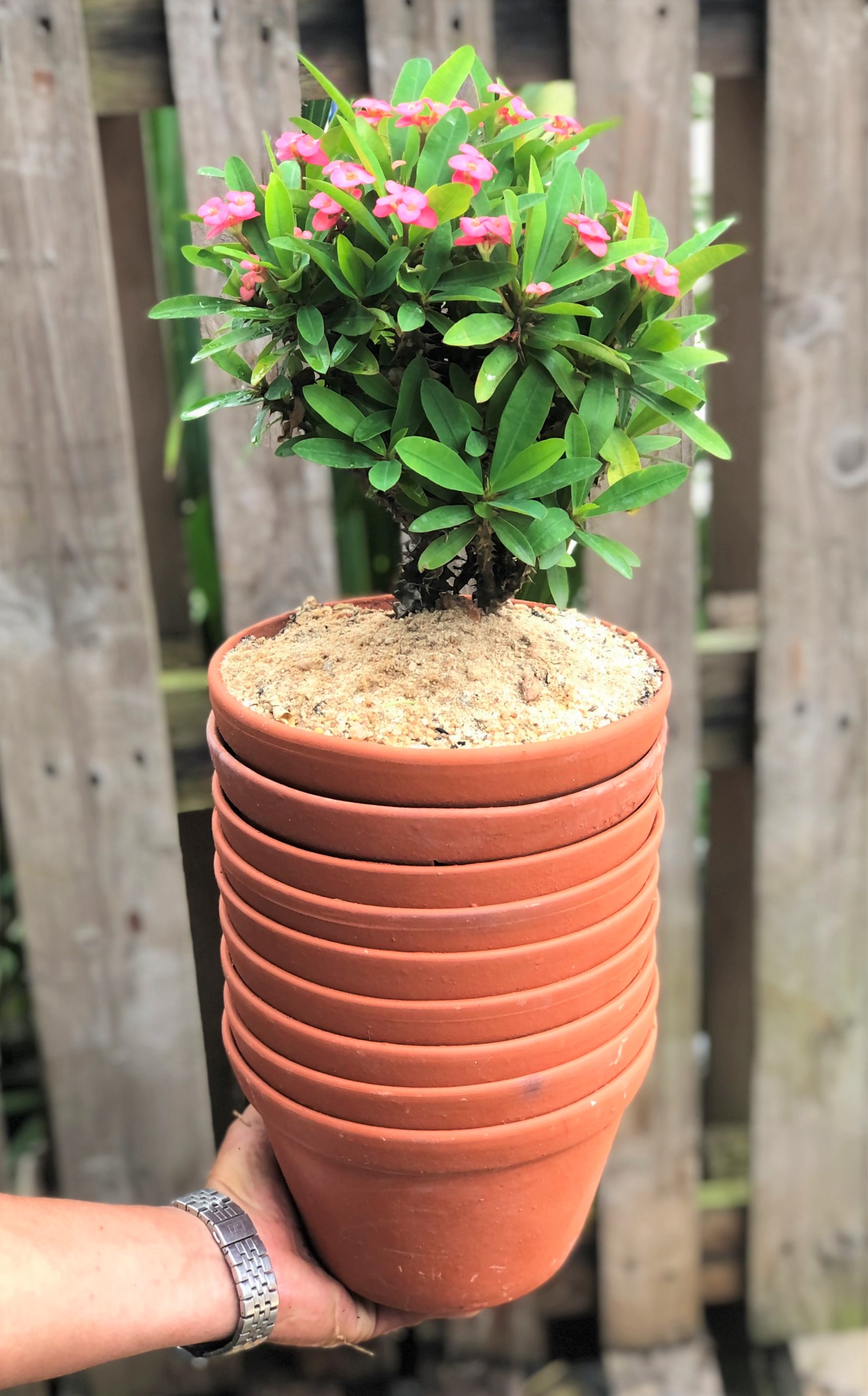 Bộ 10 chậu đất nung trồng Lan trồng cây số 1 rộng 19,5 cm x cao 13 cm