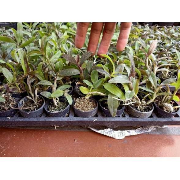 Combo 2 cốc phi điệp tím giống