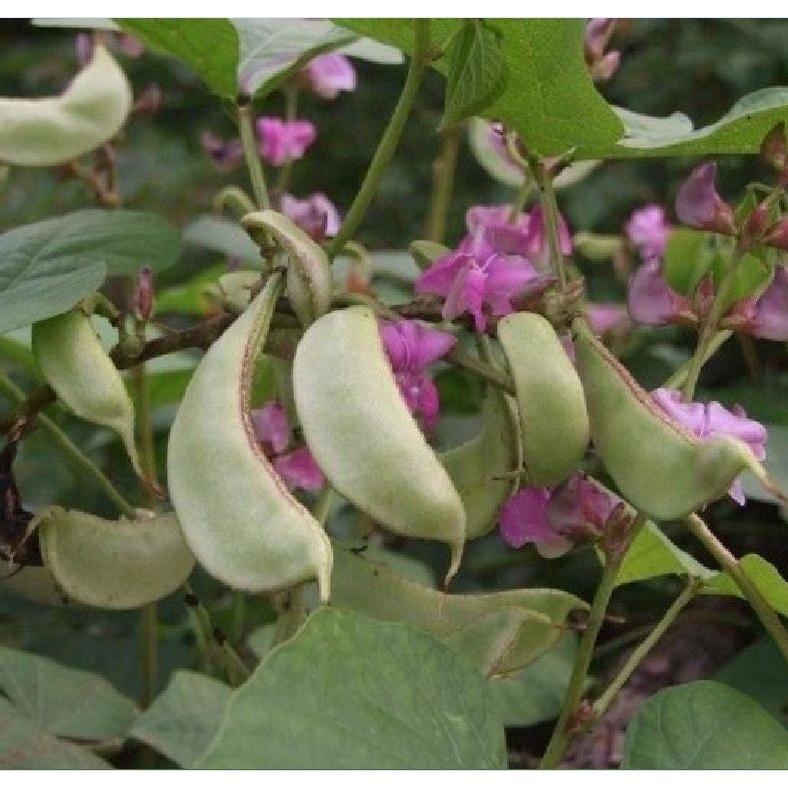 Hạt Giống Đậu Ván Xanh dể trồng f1- gói 5 hạt-tặng kèm gói phân bón lót