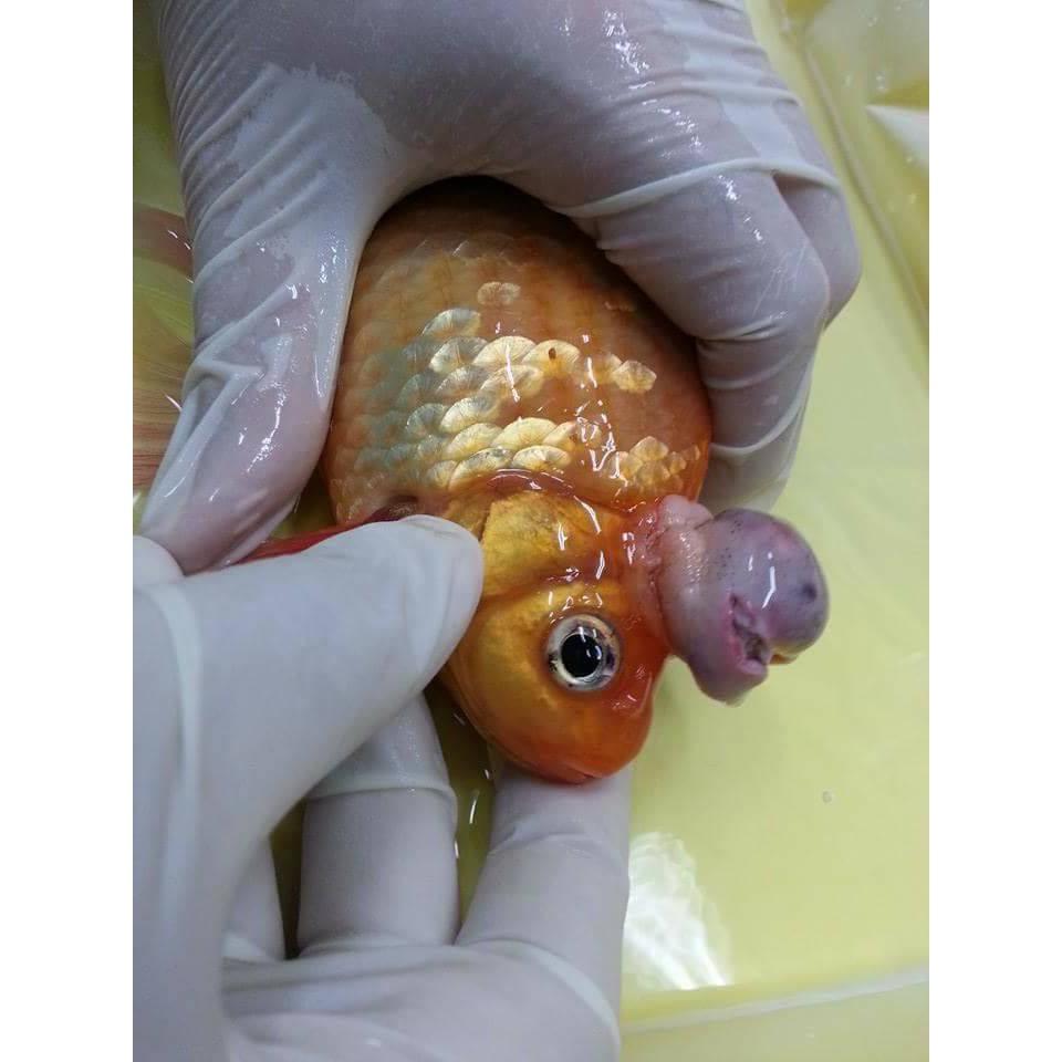 Thuốc Bacstop Ngăn Chặn Lỡ Loét cho cá Koi