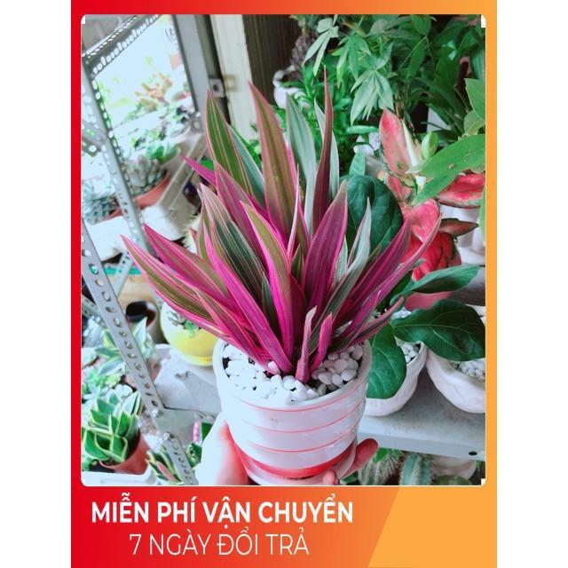 Chậu Cây Bảy Sắc Cầu Vòng