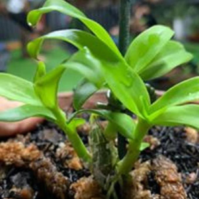 Hoa lan phi điệp - nữ hoàng 28