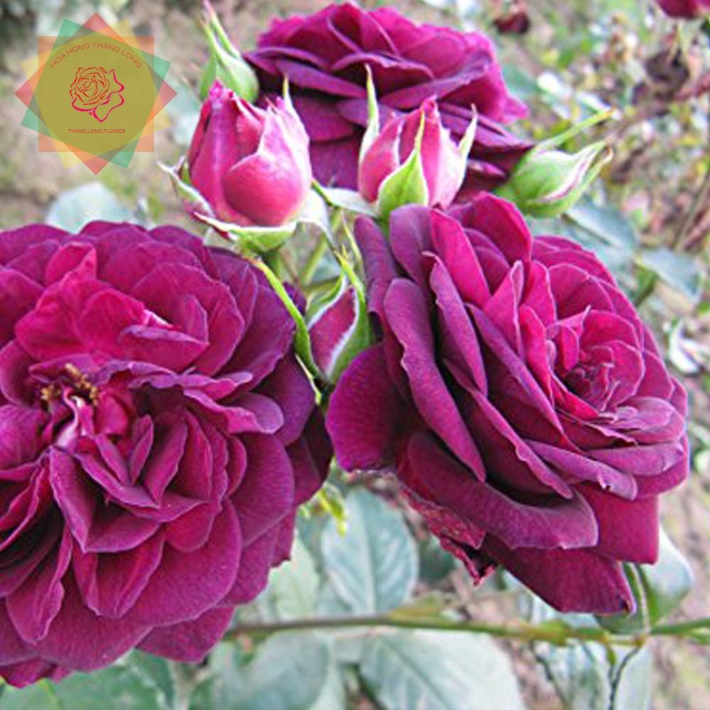 Cây hoa hồng ngoại Ebb Tide Rose tím - Hoa hồng Thăng Long Flower