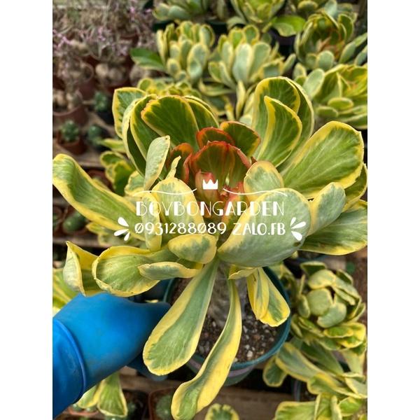 Cây mũ đục euphorbia var, kì lân var, poissonii_Ảnh thật