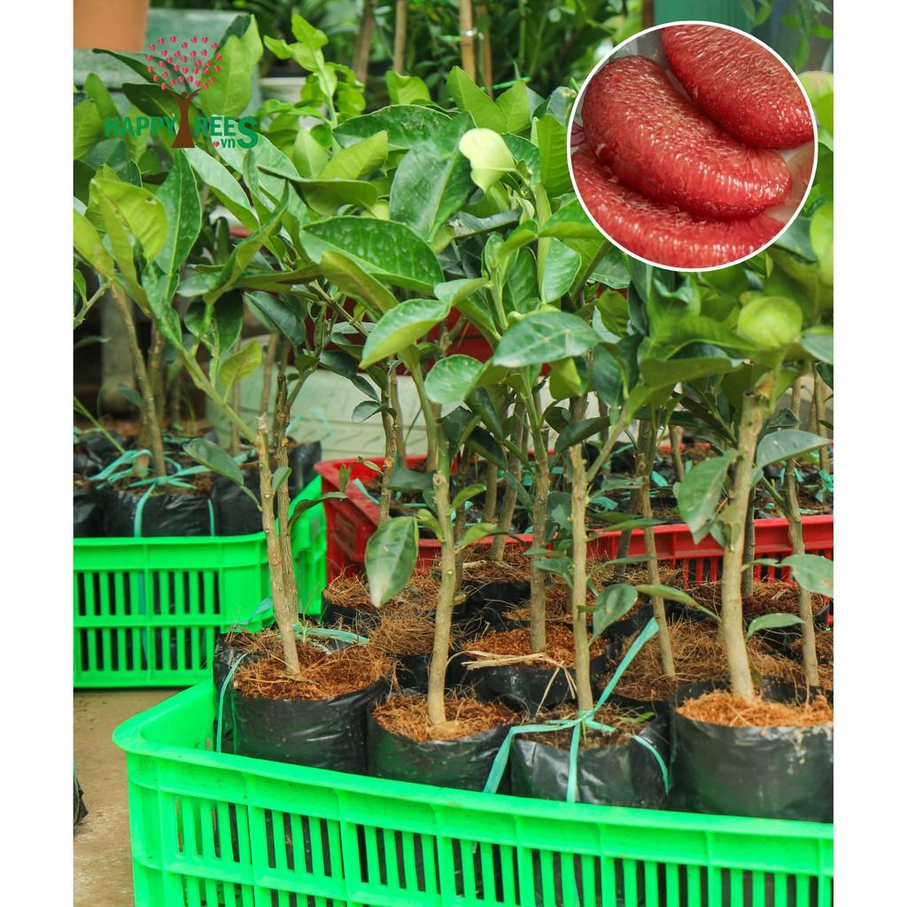 CÂY GIỐNG BƯỞI RUBY THÁI LAN SIÊU NGON SIÊU QUẢ- CAM KÊT GIỐNG CHUẨN F1 + Tặng 01 cây dâu da đất