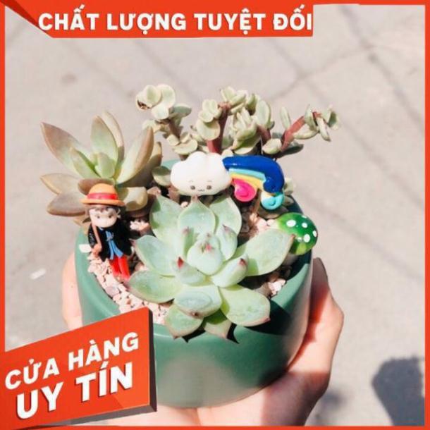 Chậu tiểu cảnh đẹp