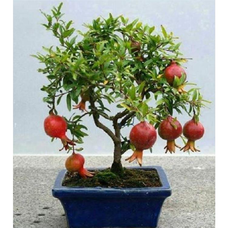 Hạt giống lựu đỏ lùn - lựu bonsai