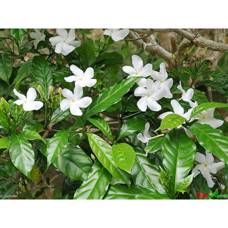 Cây hoa lài tây - Cây cảnh sân vườn + tặng phân bón cho cây