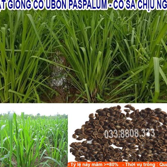 Hạt giống cỏ Ubon Paspalum - Cỏ xả chịu ngập - Giống chuẩn, dễ trồng