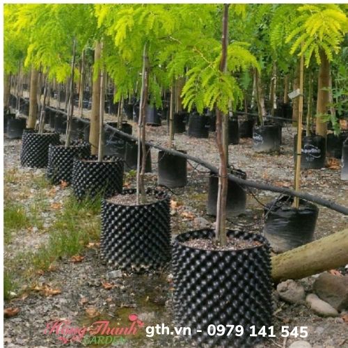 Bầu Ươm Cây V6, Bầu Ươm Thông Minh Cao 20cm đến 1m
