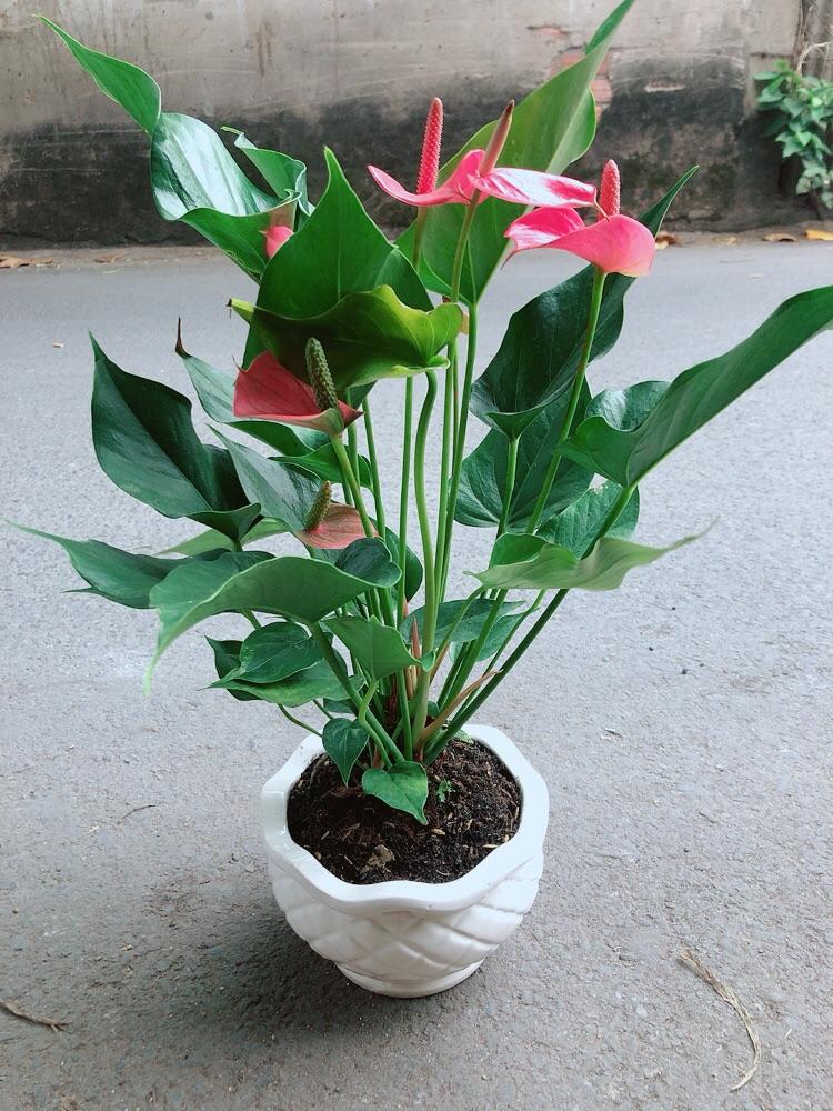 Chậu Cây Hồng Môn Size Lớn