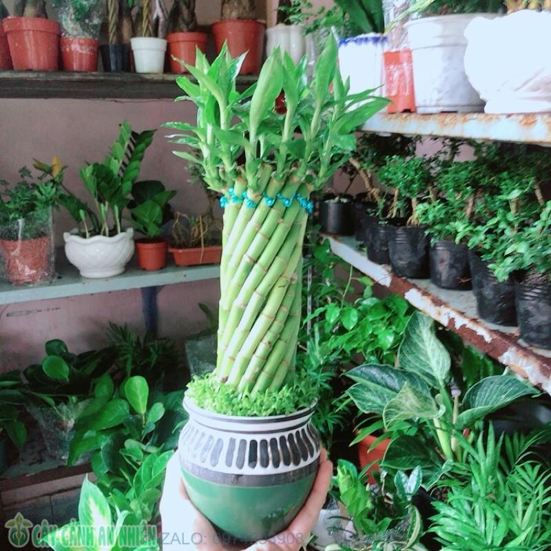 Chậu Trúc Phát Tài Xoắn