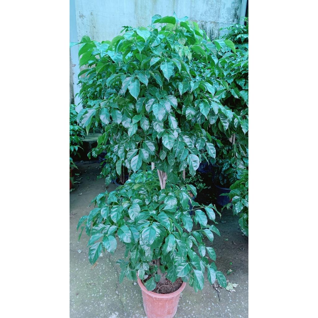 Cây Hạnh Phúc 2 Tầng Lớn