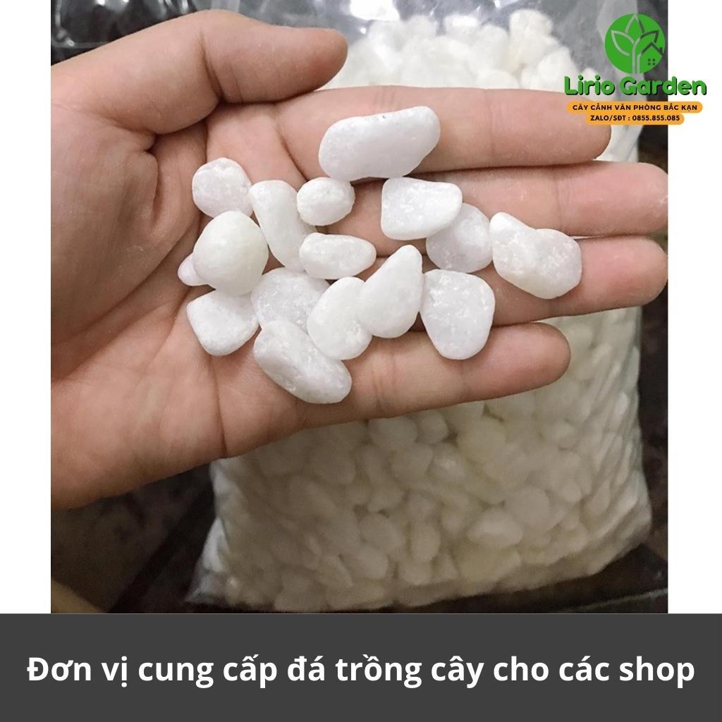 Sỏi trắng , đá trắng trang trí tiểu cảnh , cây cảnh , hồ cá