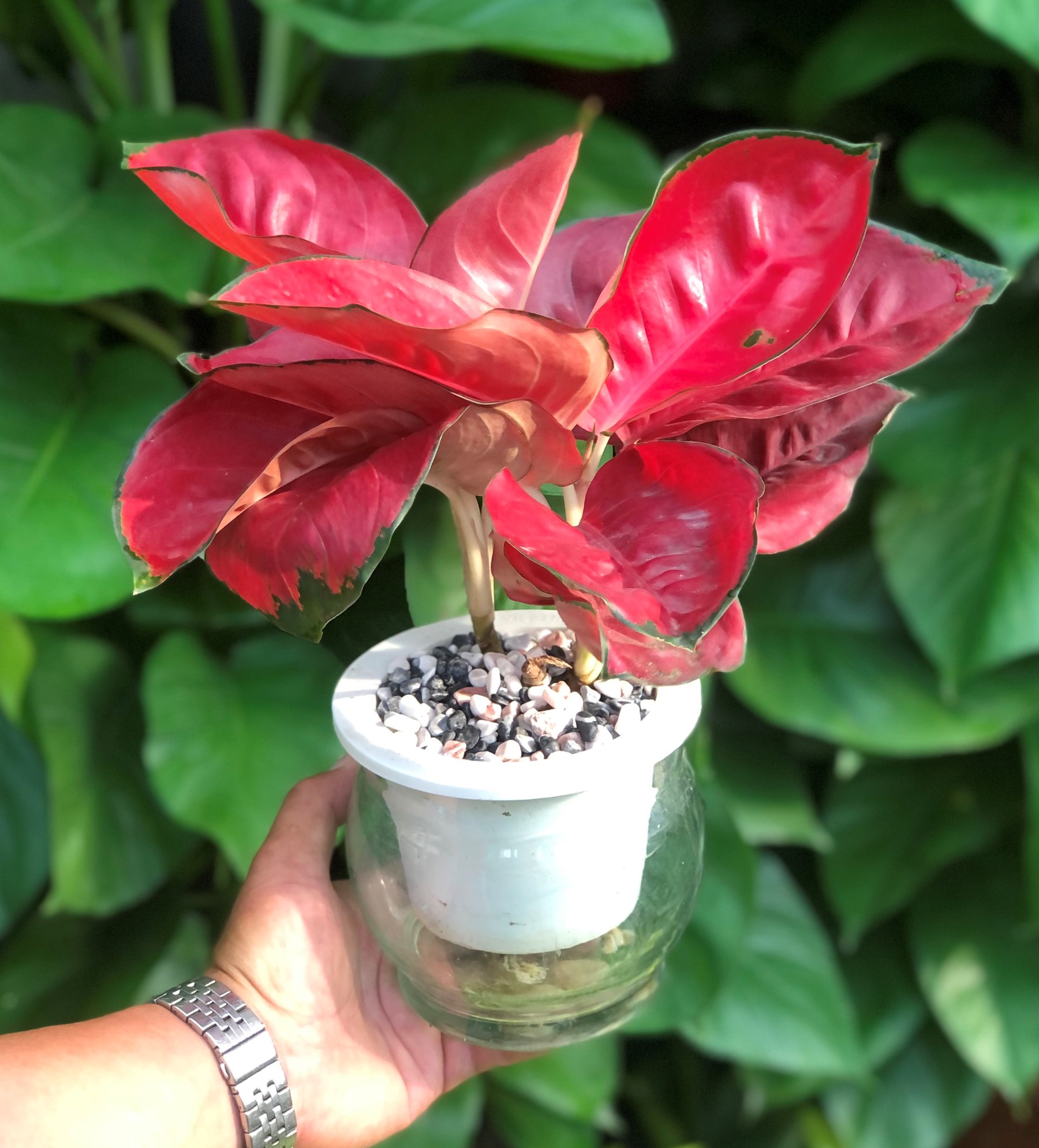 Chậu thủy tinh cây Hồng Phát Lộc thủy canh trang trí nhà cửa