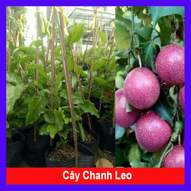 Chanh dây tím ( chanh leo ) + tặng phân bón cho cây