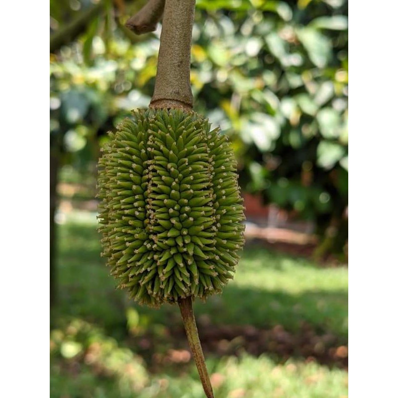Cây giống sầu riêng ruột đỏ siêu sớm