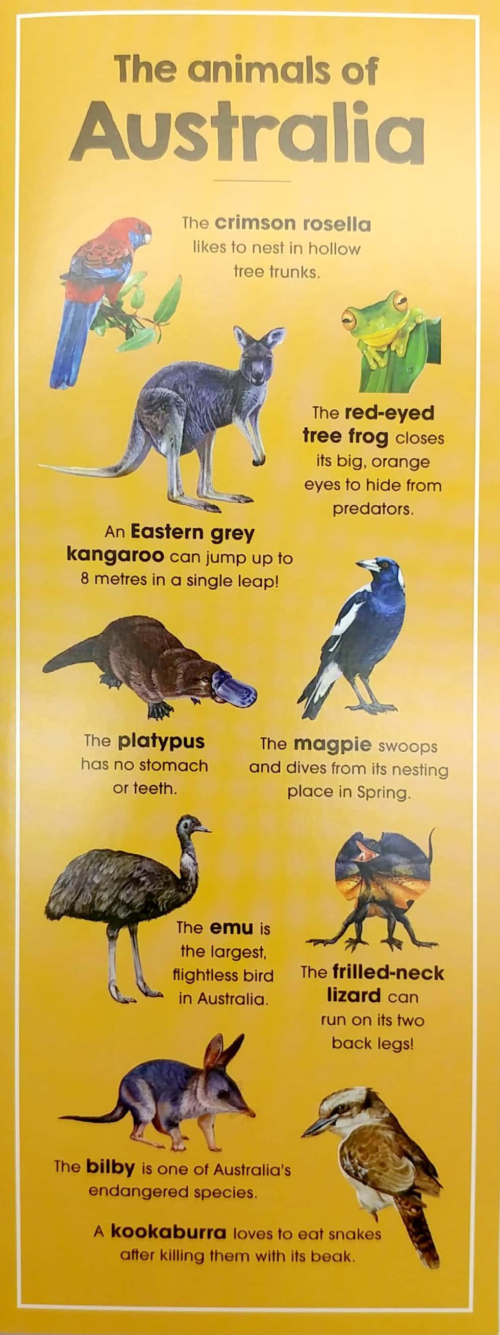 Animals Of The World