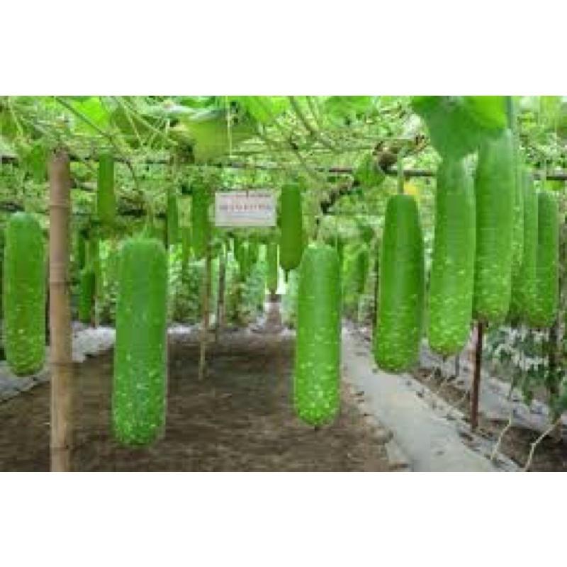 GÓI 10 HẠT GIỐNG BẦU SAO NGẮN - Sai trái, dễ trồng, kháng bệnh tốt, Tỷ lệ này mầm cao