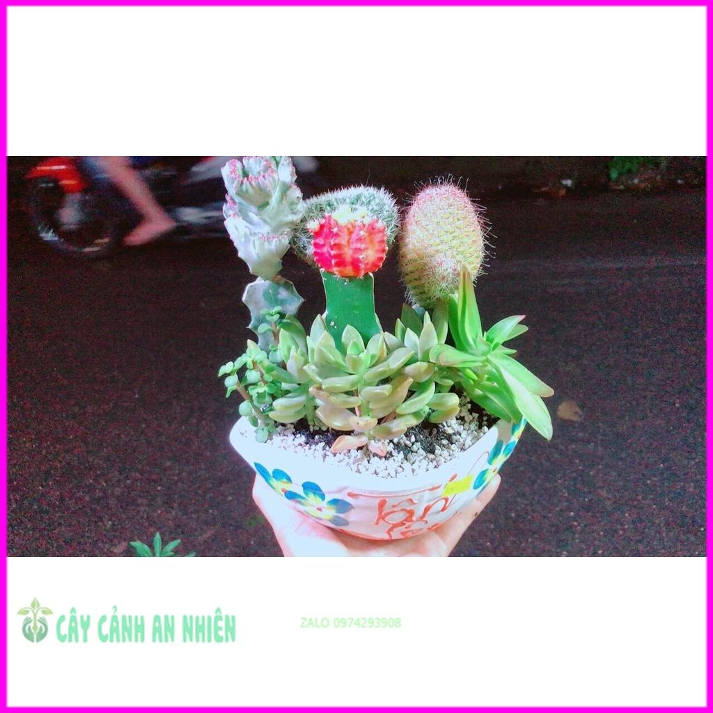 Chậu Cây Xương Rồng Tiểu Cảnh