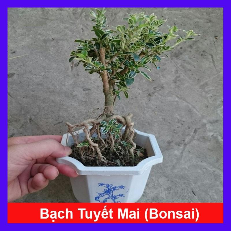 Bạch Tuyết Mai - Cây cảnh Bonsai để bàn + Tặng phân bón cho cây