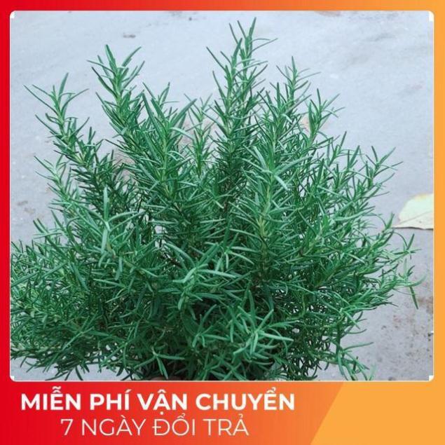 Hương Thảo Size Lớn