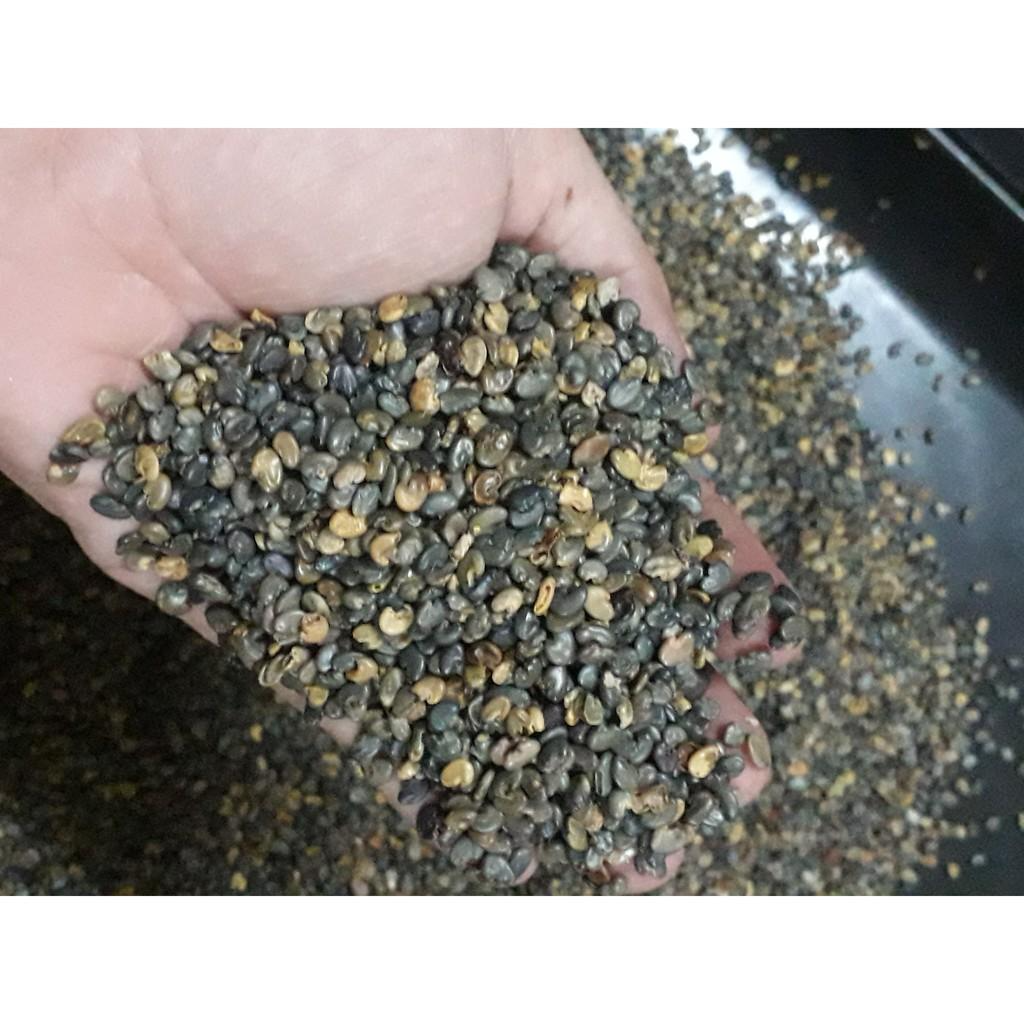 Hạt Giống Cỏ Lục Lạc Sợi - 200g - Hạt Giống Cỏ Chăn Nuôi