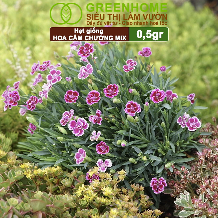 Hạt Giống Hoa Cẩm Chướng Mix Greenhome, Gói 0.1gr, Sai Hoa Màu Rực Rỡ,Trồng Quanh Năm H07