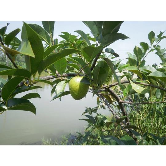 Hạt Giống Bình Bát Cây - Bình Bát Vàng KNS3718 - 1 gói 10 hạt