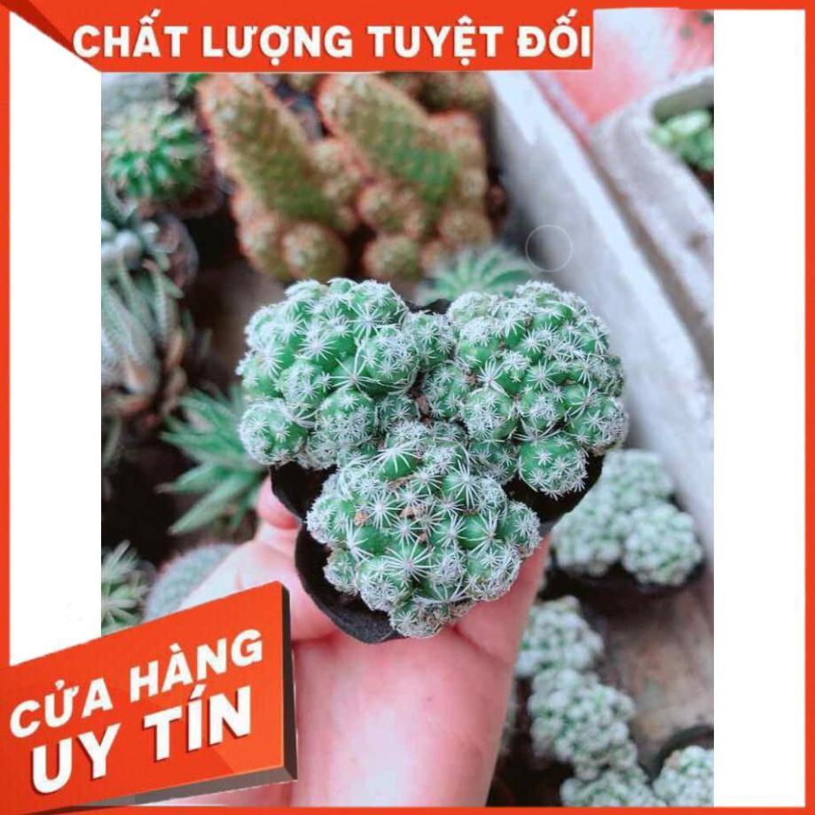 Xương rồng trứng chim Nhiều Người Mua