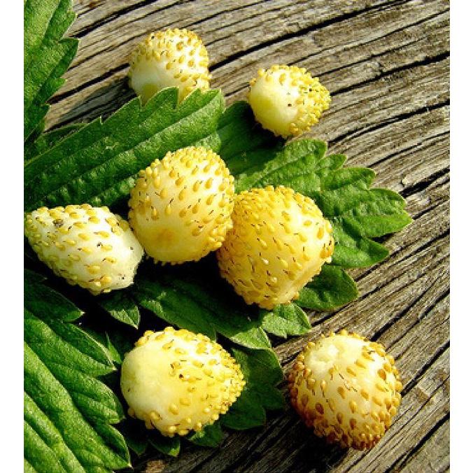 Hạt giống dâu tây vàng chịu nhiệt CT292 - Gói 100 hạt