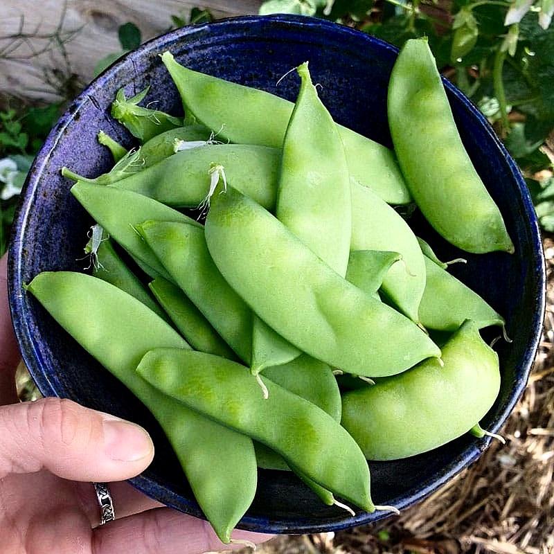 Hạt giống Đậu Hà Lan thu trái Rado 939 gói 20gr - Dễ trồng
