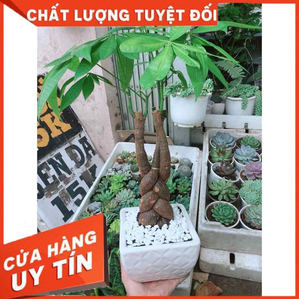 Chậu kim ngân thắt bím 3 thân Nhiều Người Mua