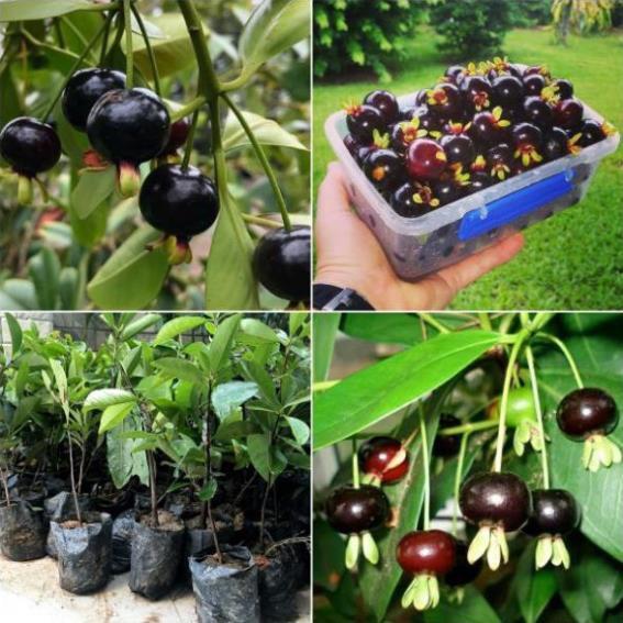 CÂY GIỐNG CHERRY BRAZIL CHỊU NHIỆT,QUẢ TO ĐỎ MỌNG CAM KẾT CHUẨN GIỐNG F1