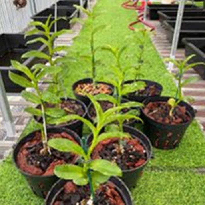 Hoa lan phi điệp - 5ct hà tĩnh