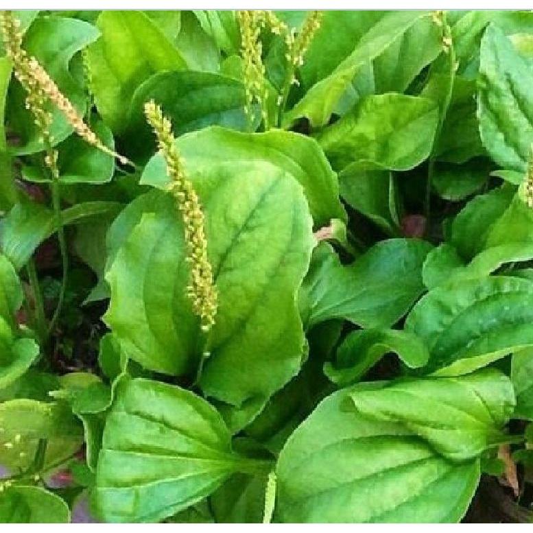 Hạt giống rau mã đề KNS3104 - Gói 1gram