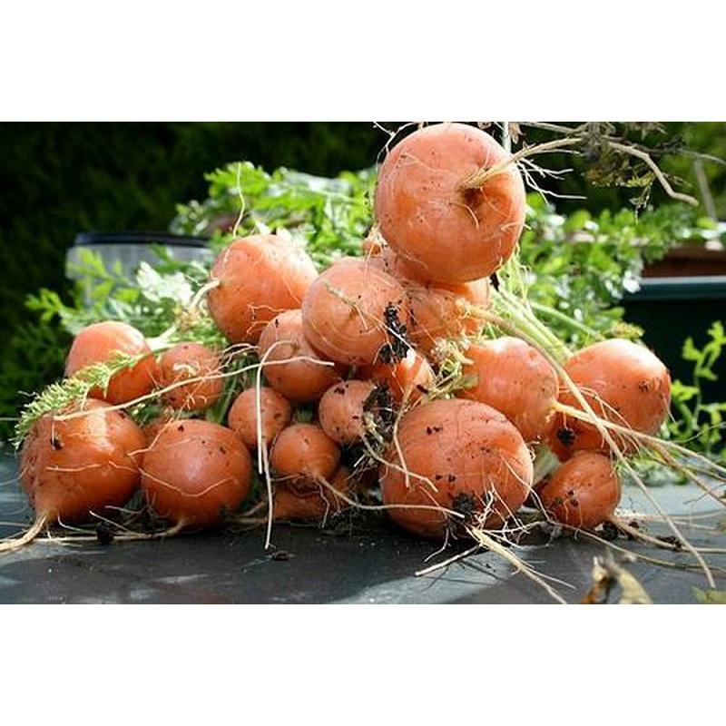 Hạt Giống Cà Rốt Củ Tròn Paris KNS3271 - Gói 50 hạt