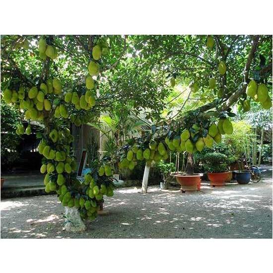 Cây giống mít tố nữ siêu trái