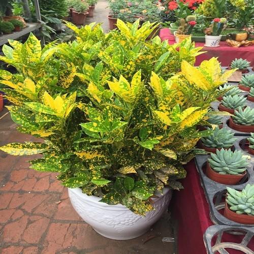CHẬU CÂY CÔ TÒNG LÁ ĐỐM -MANG LẠI KHÔNG GIAN SINH ĐỘNG VÀ NỔI BẬT - NCCGCCTLD