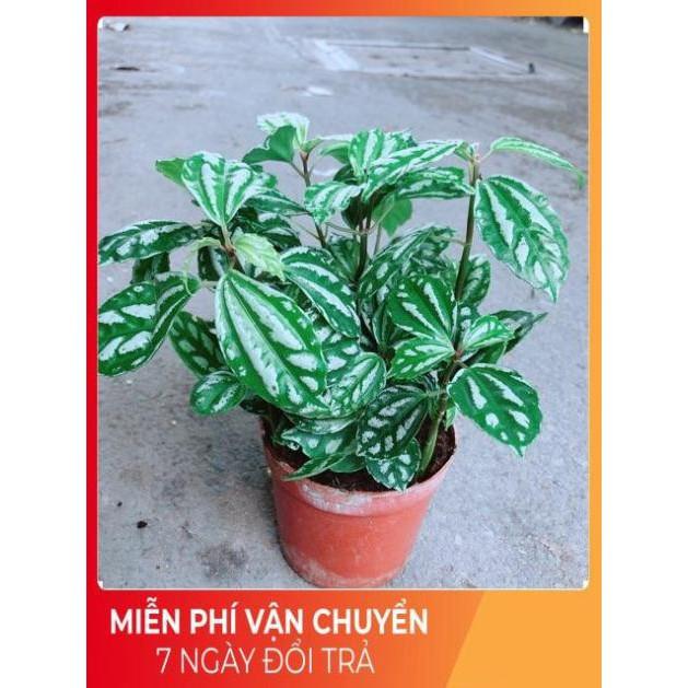Cây Lá Dưa Hấu