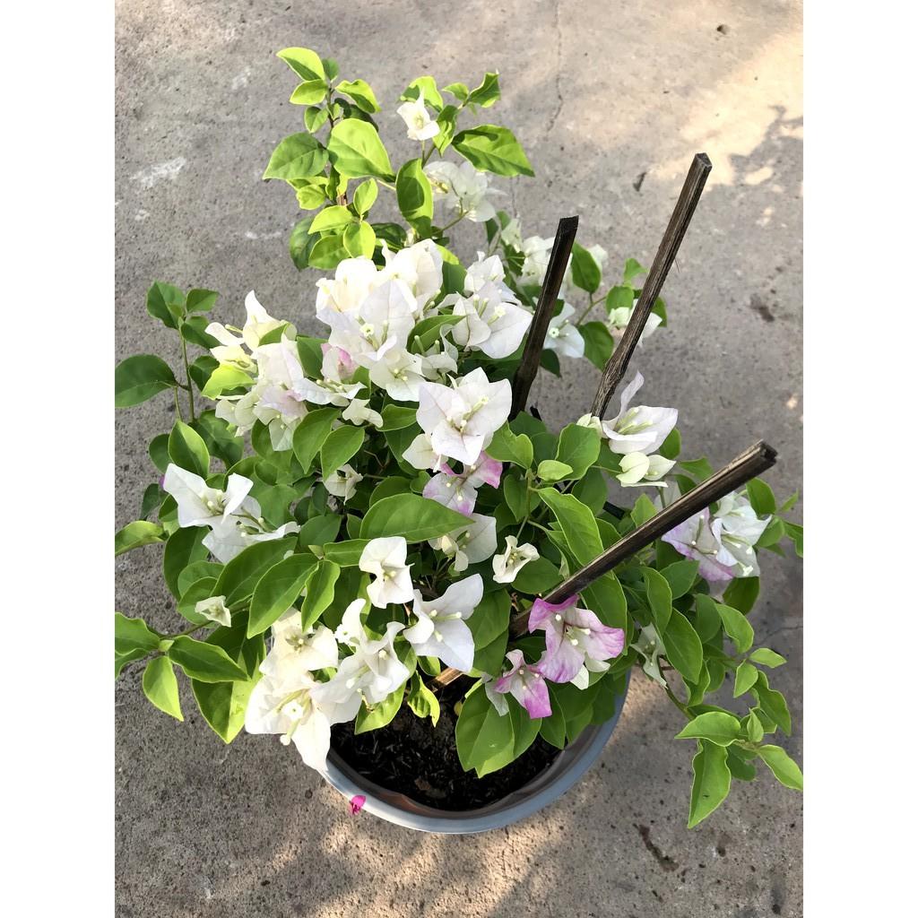 Chậu hoa giấy màu trắng