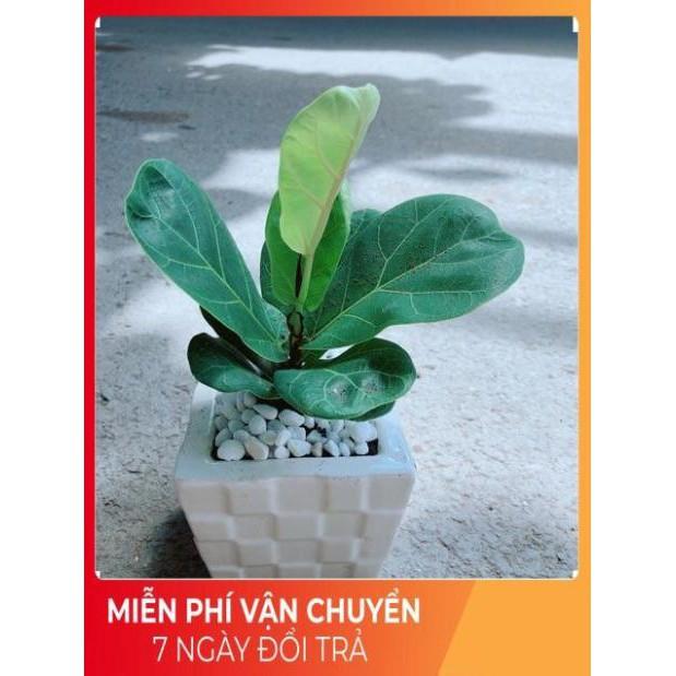 Chậu Bàng Singapore