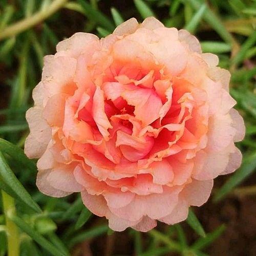 Hạt giống hoa mười giờ Hà Lan mix màu gói 0,03gr