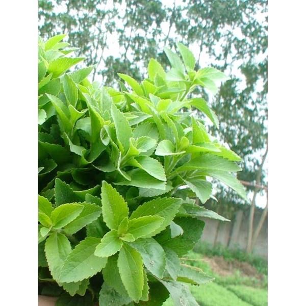 Hạt giống cỏ ngọt stevia (cúc ngọt) KNS3466 - Gói 20 hạt