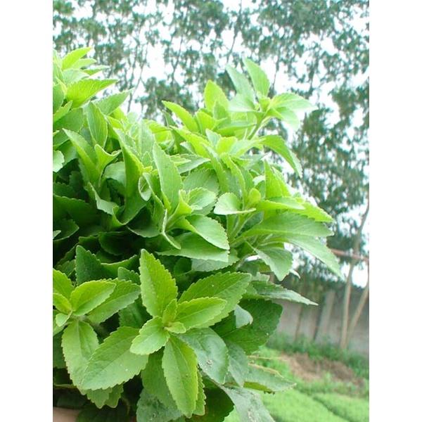 Hạt giống cỏ ngọt stevia KNS3466 - Gói 20 hạt