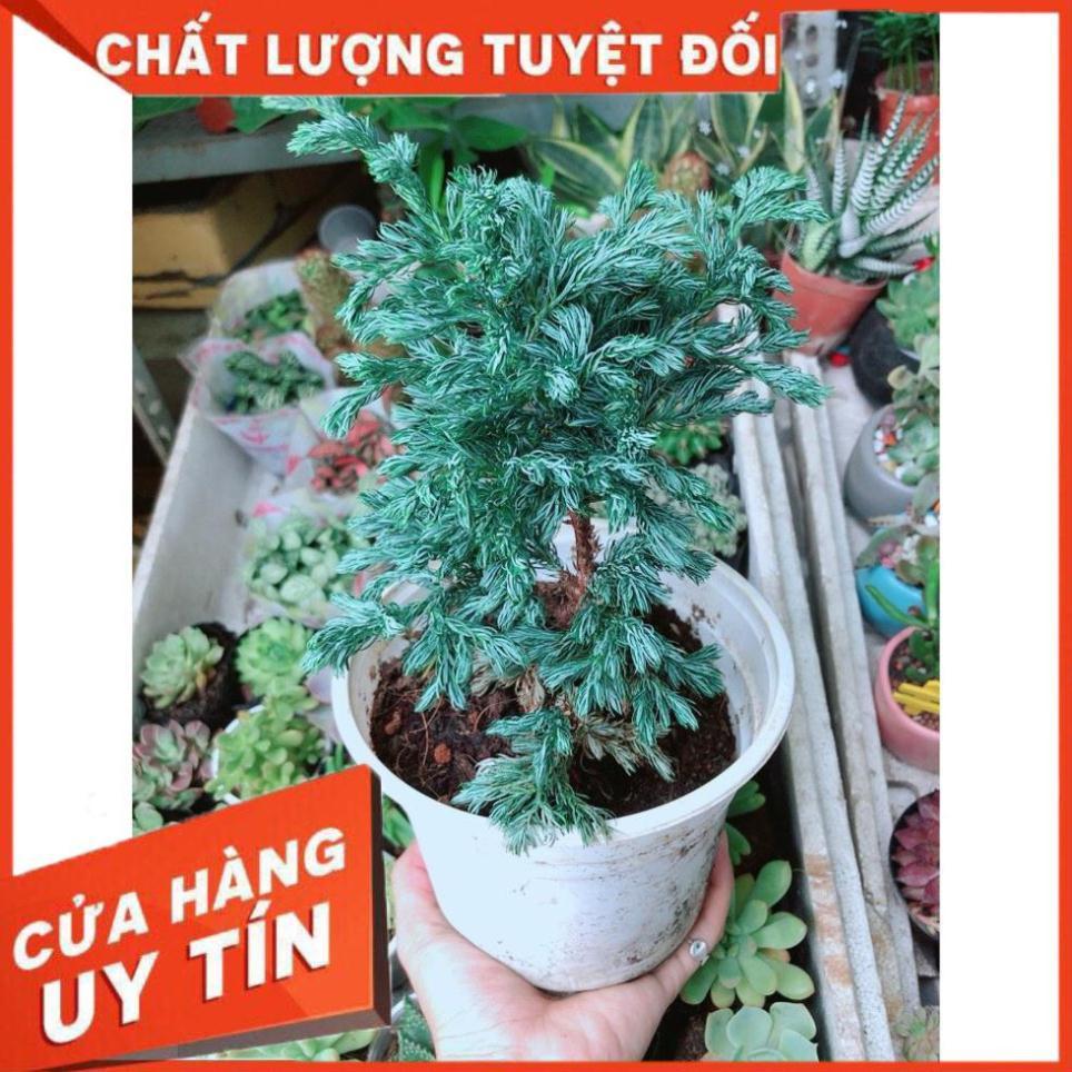 Cây Tùng Bạc Hay Tuyết Tùng