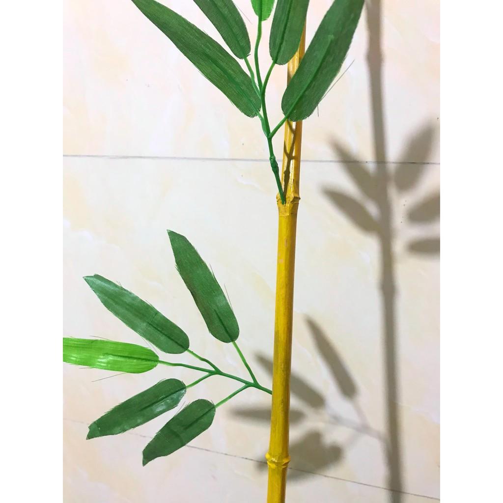 Set 30 cây trúc độ cao từ 120cm đến 200cm