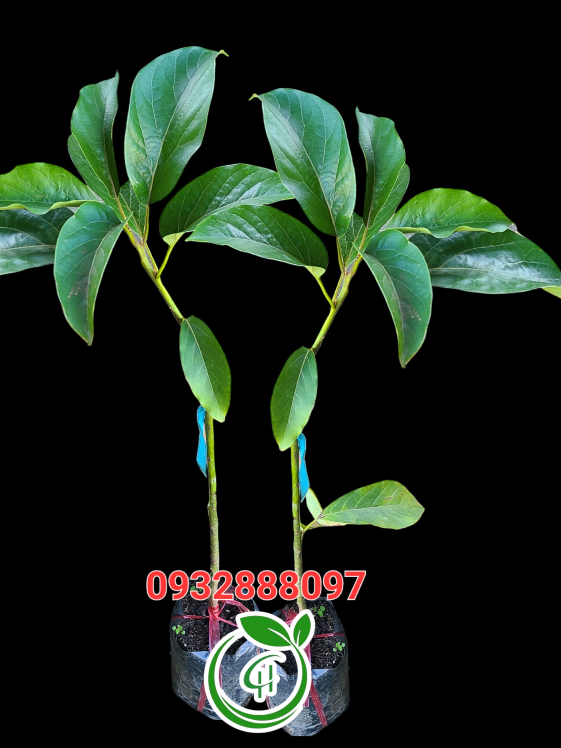 Cây Giống Bơ 034 - cây ghép trồng chậu, nhanh cho trái, chỉ 2 năm trồng_Cây Giống Quả Bơ Dài Béo Ngậy Cơm Vàng Dày