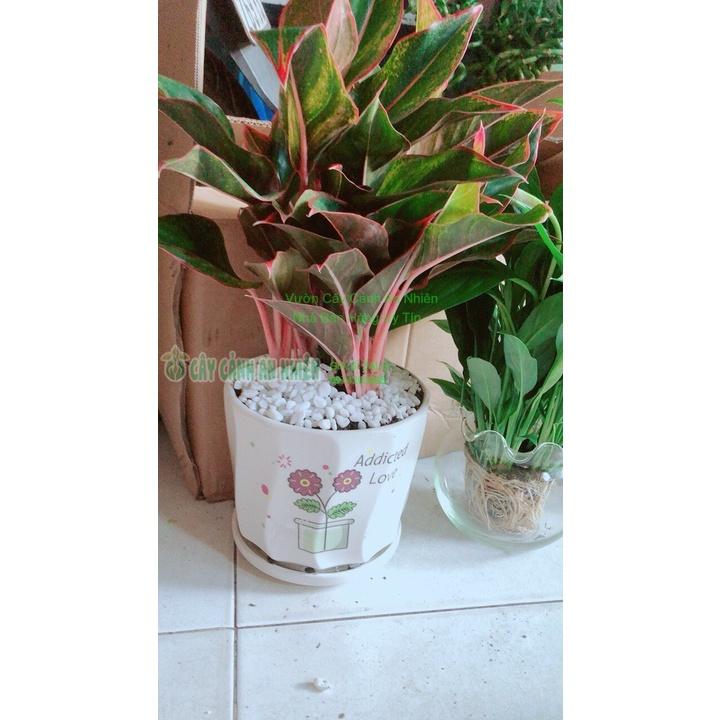 Chậu Cây Phú Quý