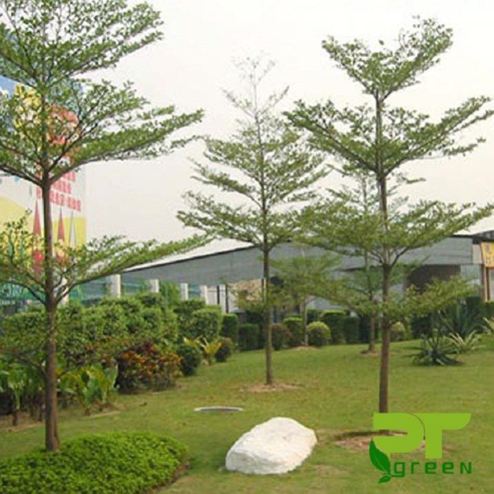 COMBO 5 CÂY GIỐNG BÀNG ĐÀI LOAN, CAM KẾT CHUẨN GIỐNG F1